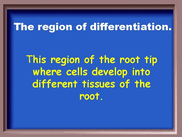 The region of differentiation. This region of the root tip where cells develop into