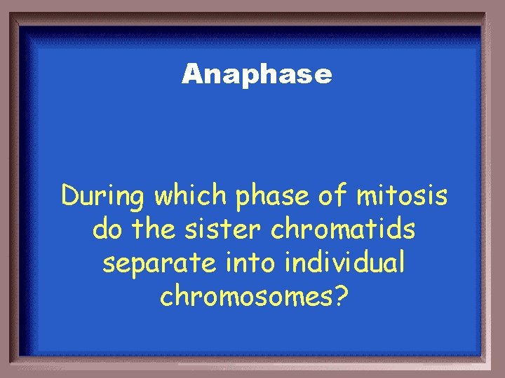 Anaphase During which phase of mitosis do the sister chromatids separate into individual chromosomes?