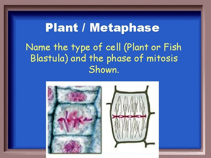 Plant / Metaphase Name the type of cell (Plant or Fish Blastula) and the