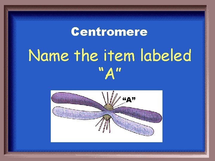 Centromere Name the item labeled “A” 