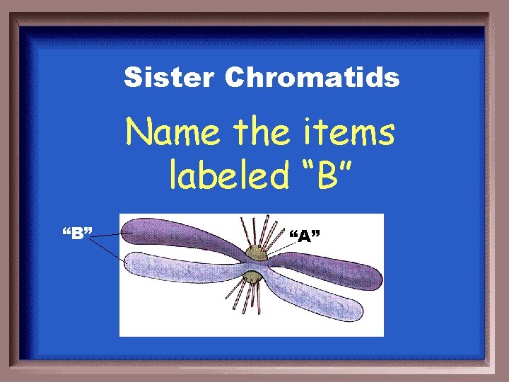 Sister Chromatids Name the items labeled “B” “A” 