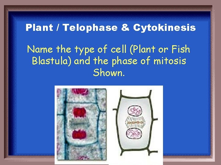 Plant / Telophase & Cytokinesis Name the type of cell (Plant or Fish Blastula)