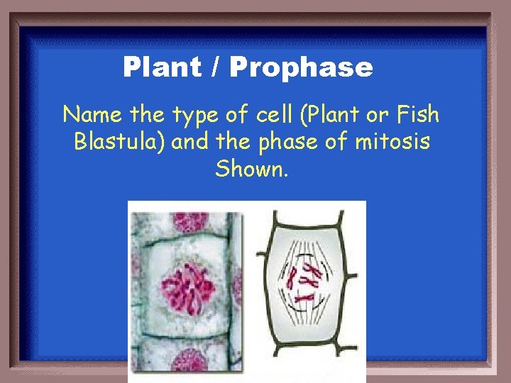 Plant / Prophase Name the type of cell (Plant or Fish Blastula) and the