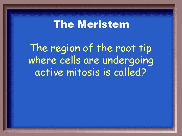 The Meristem The region of the root tip where cells are undergoing active mitosis