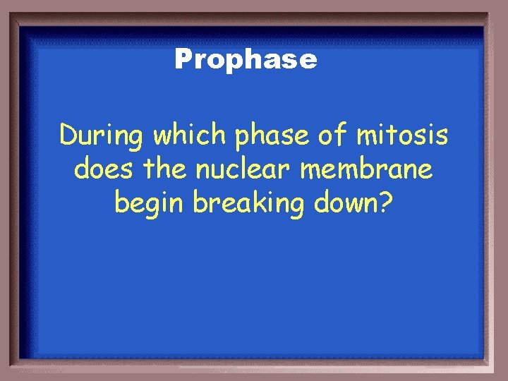 Prophase During which phase of mitosis does the nuclear membrane begin breaking down? 
