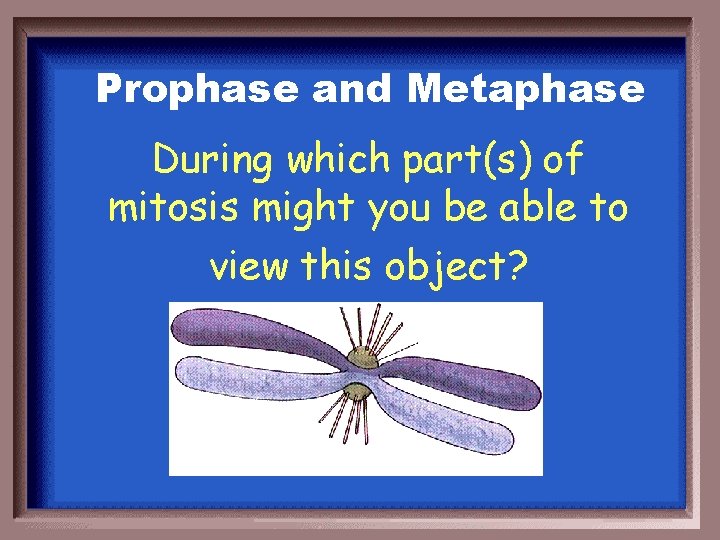 Prophase and Metaphase During which part(s) of mitosis might you be able to view