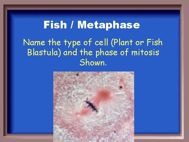 Fish / Metaphase Name the type of cell (Plant or Fish Blastula) and the