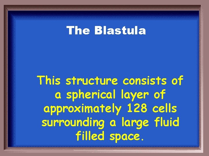 The Blastula This structure consists of a spherical layer of approximately 128 cells surrounding