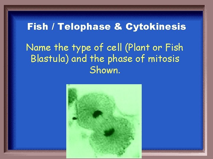 Fish / Telophase & Cytokinesis Name the type of cell (Plant or Fish Blastula)