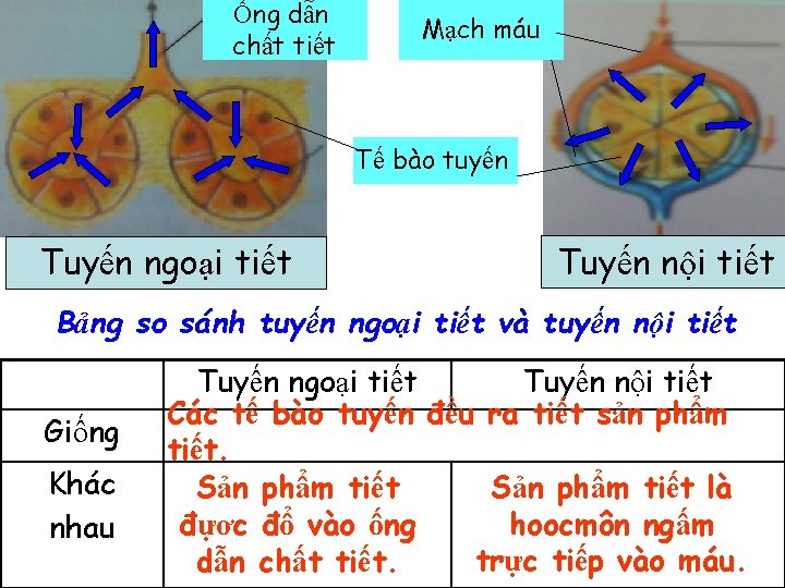 Ống dẫn chất tiết Mạch máu Tế bào tuyến Tuyến ngoại tiết Tuyến nội