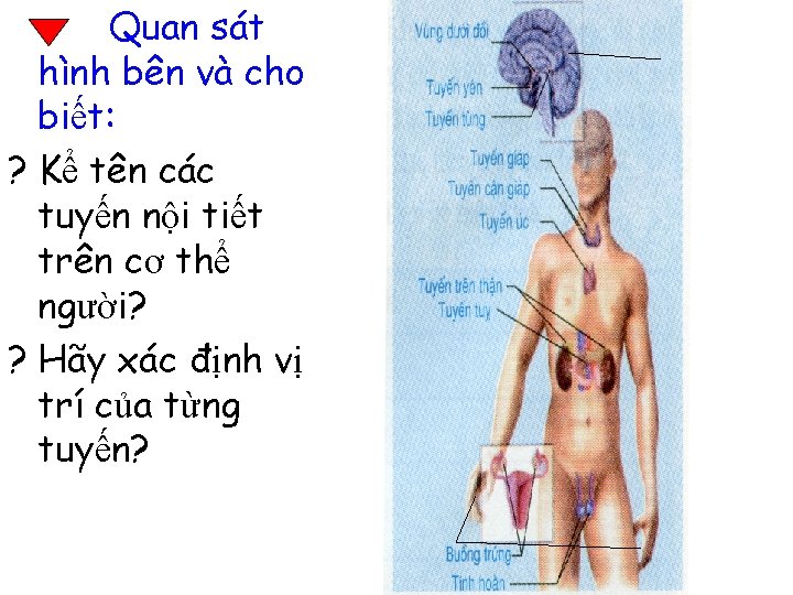 Quan sát hình bên và cho biết: ? Kể tên các tuyến nội tiết