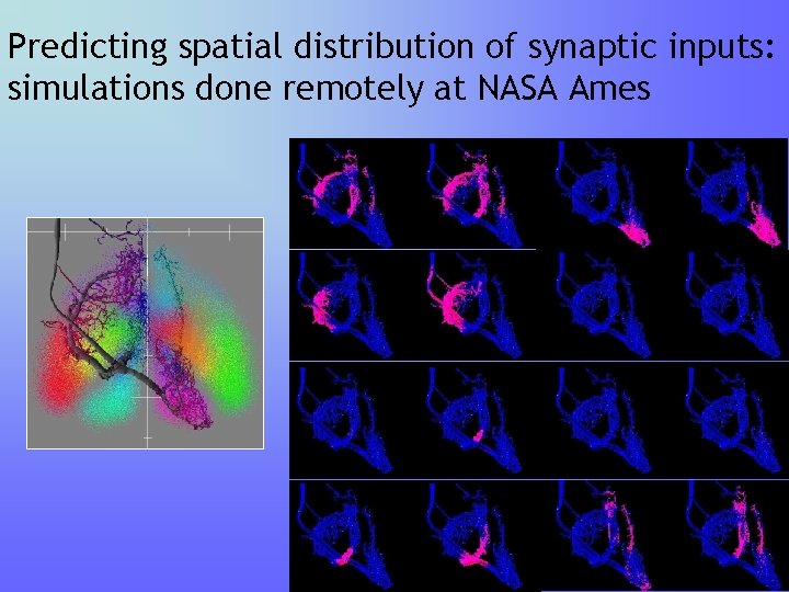 Predicting spatial distribution of synaptic inputs: simulations done remotely at NASA Ames Predicting spatial distribution of synaptic inputs: simulations done remotely at NASA Ames