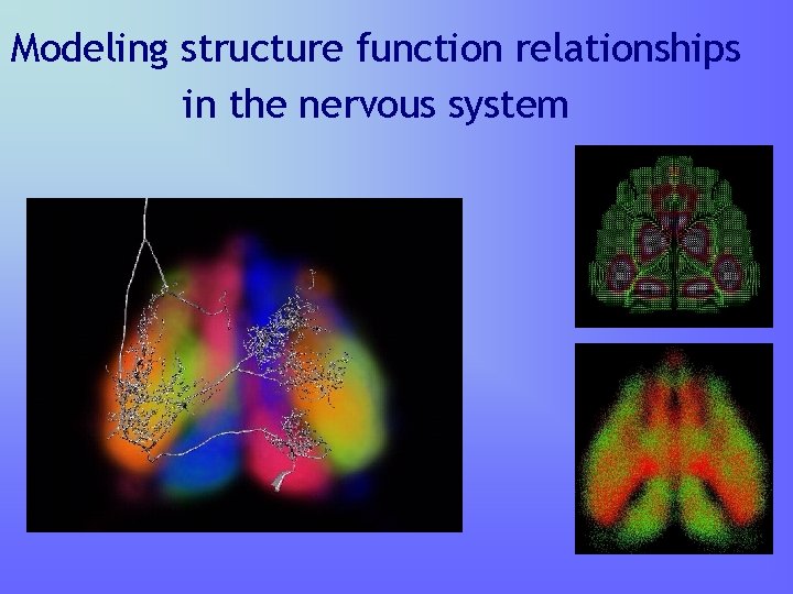 Modeling structure function relationships in the nervous system 