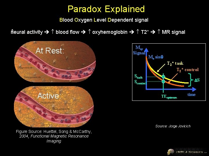 Paradox Explained Blood Oxygen Level Dependent signal neural activity blood flow oxyhemoglobin T 2*