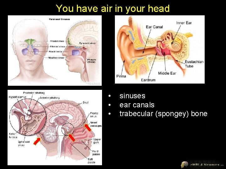 You have air in your head • • • sinuses ear canals trabecular (spongey)