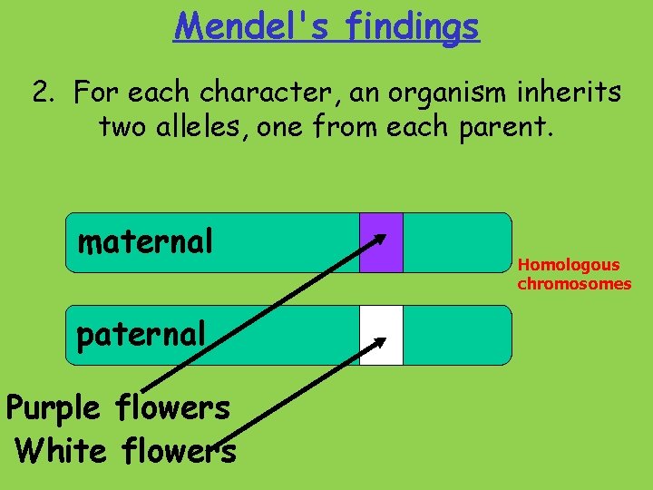 Mendel's findings 2. For each character, an organism inherits two alleles, one from each