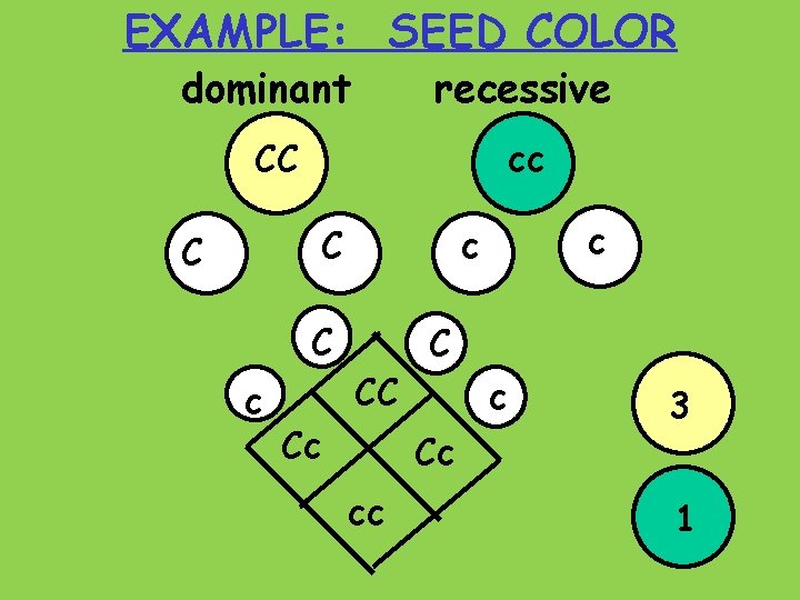 EXAMPLE: SEED COLOR dominant recessive CC cc C C C c c c CC