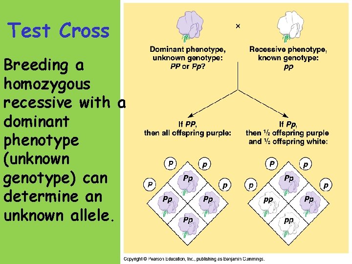 Test Cross Breeding a homozygous recessive with a dominant phenotype (unknown genotype) can determine