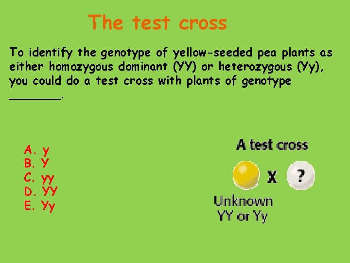 The test cross To identify the genotype of yellow-seeded pea plants as either homozygous