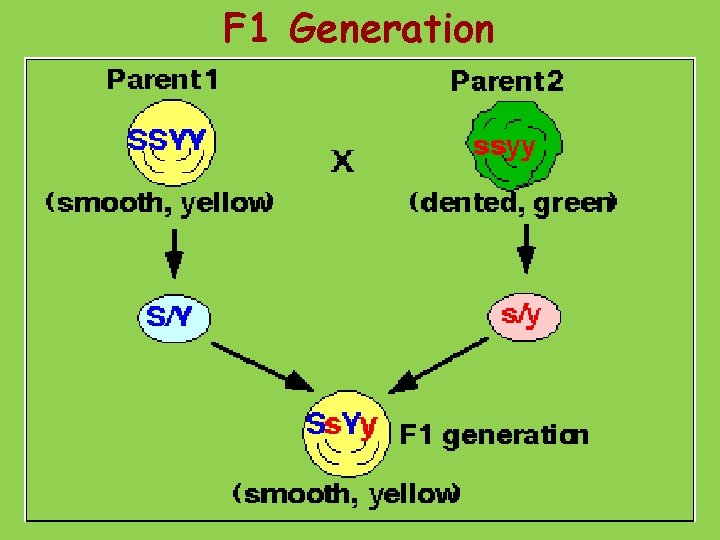 F 1 Generation 