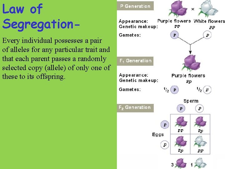 Law of Segregation. Every individual possesses a pair of alleles for any particular trait