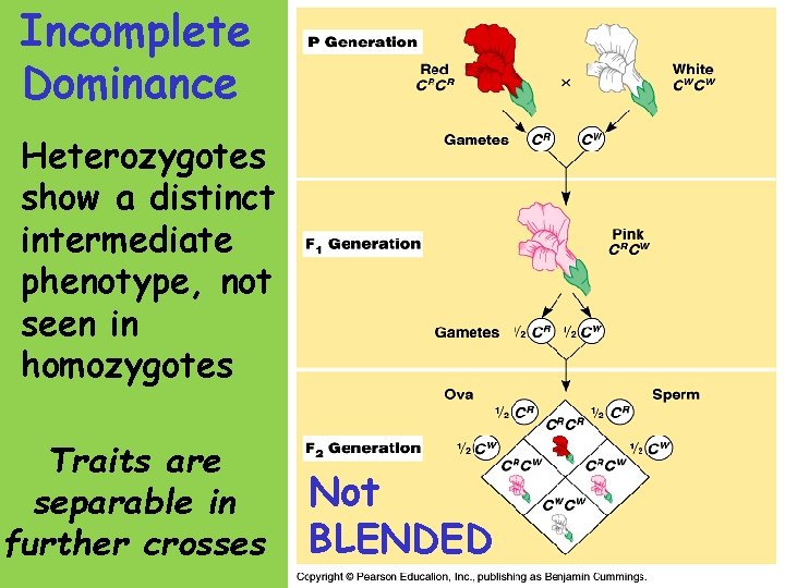 Incomplete Dominance Heterozygotes show a distinct intermediate phenotype, not seen in homozygotes Traits are