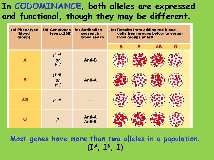 In CODOMINANCE, both alleles are expressed and functional, though they may be different. Most