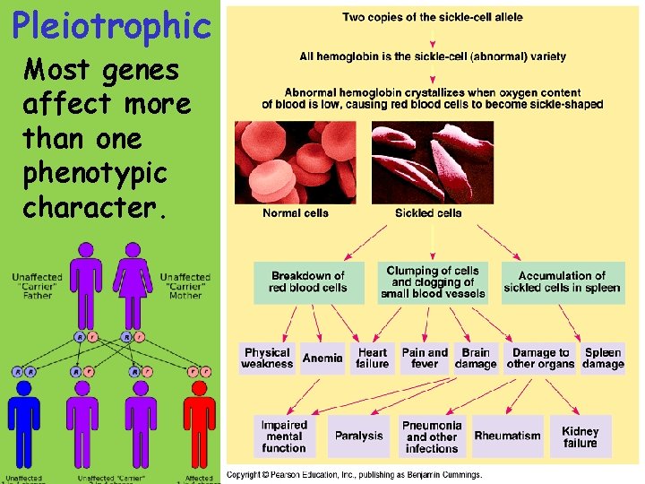 Pleiotrophic Most genes affect more than one phenotypic character. 