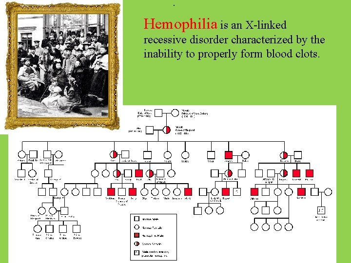 . Hemophilia is an X-linked recessive disorder characterized by the inability to properly form