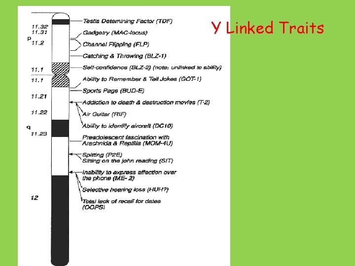 Y Linked Traits 