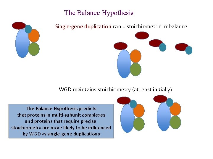 The Balance Hypothesis Single-gene duplication can = stoichiometric imbalance WGD maintains stoichiometry (at least