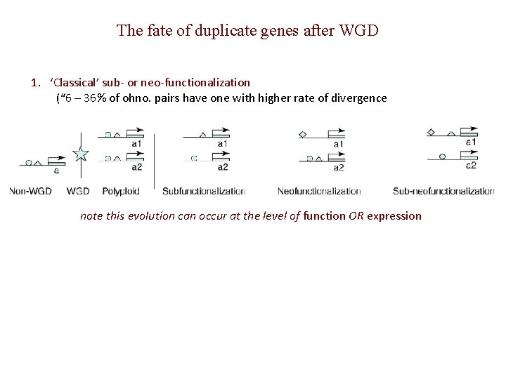 The fate of duplicate genes after WGD 1. ‘Classical’ sub- or neo-functionalization (“ 6