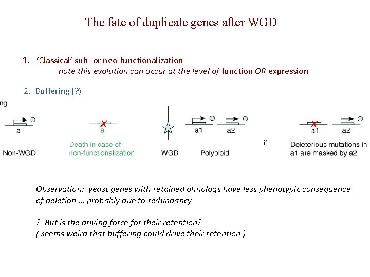 The fate of duplicate genes after WGD 1. ‘Classical’ sub- or neo-functionalization note this