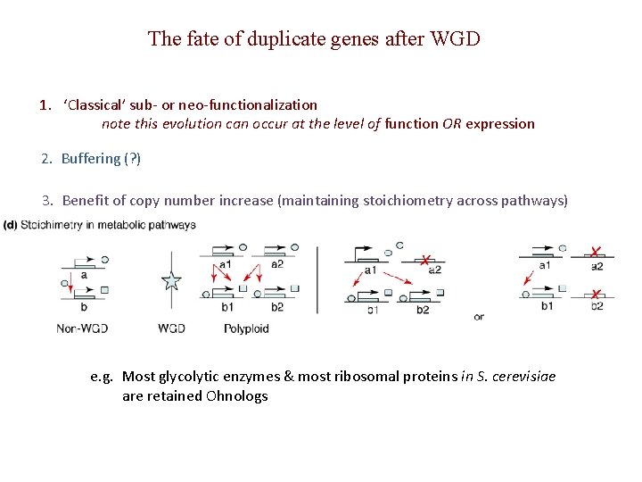 The fate of duplicate genes after WGD 1. ‘Classical’ sub- or neo-functionalization note this