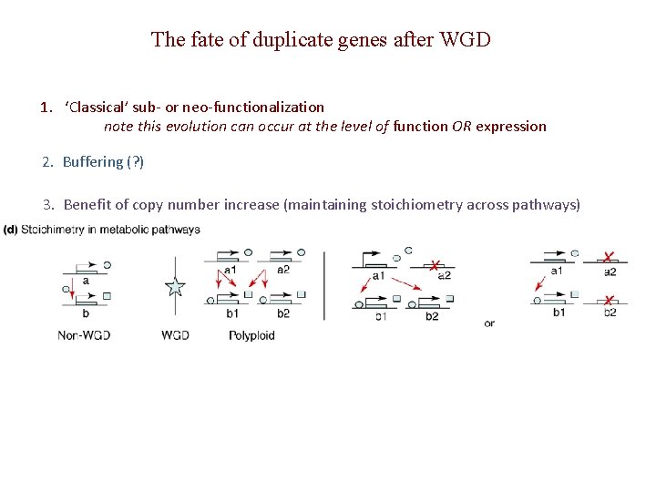 The fate of duplicate genes after WGD 1. ‘Classical’ sub- or neo-functionalization note this