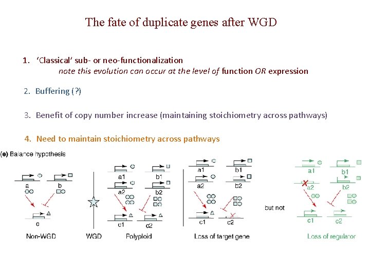 The fate of duplicate genes after WGD 1. ‘Classical’ sub- or neo-functionalization note this