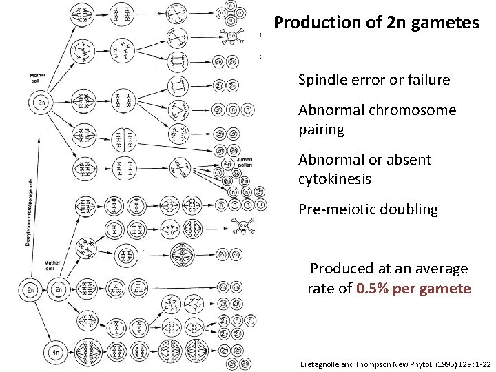Production of 2 n gametes Spindle error or failure Abnormal chromosome pairing Abnormal or