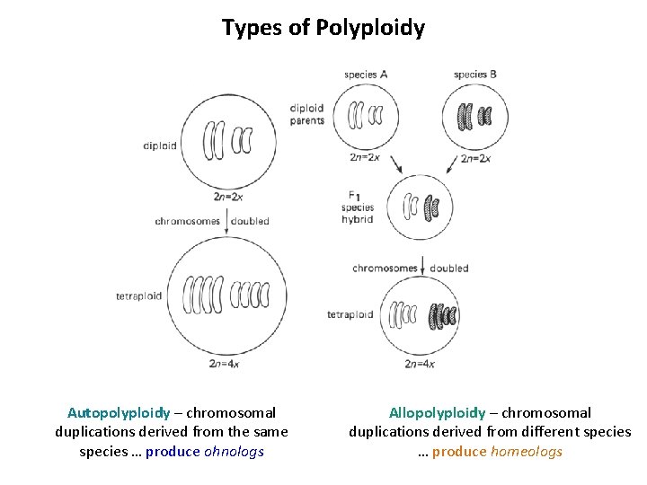 Types of Polyploidy Autopolyploidy – chromosomal duplications derived from the same species … produce