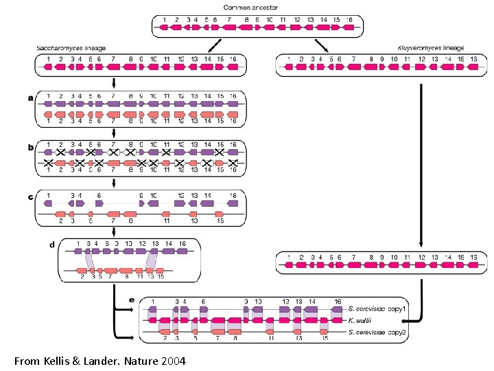 From Kellis & Lander. Nature 2004 