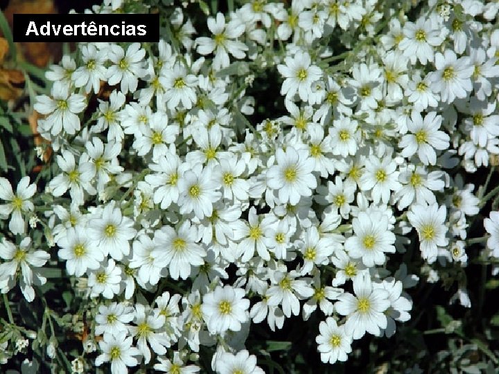 Advertências 