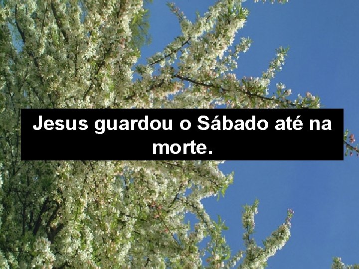 Jesus guardou o Sábado até na morte. 