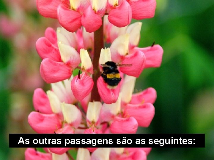 As outras passagens são as seguintes: 