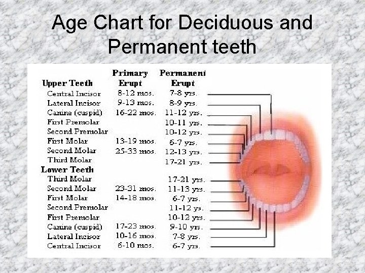 Age Chart for Deciduous and Permanent teeth 