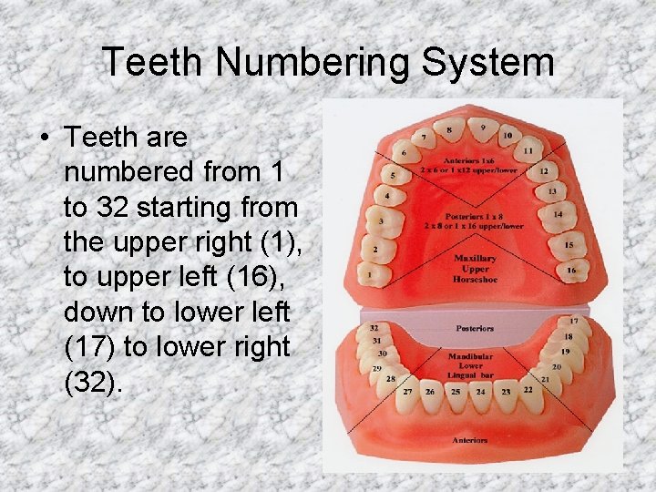Teeth Numbering System • Teeth are numbered from 1 to 32 starting from the
