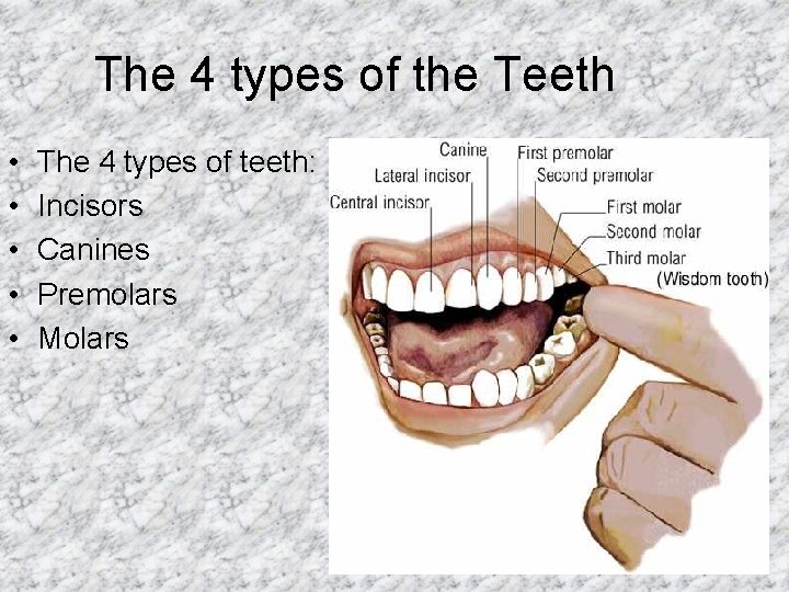 The 4 types of the Teeth • • • The 4 types of teeth: