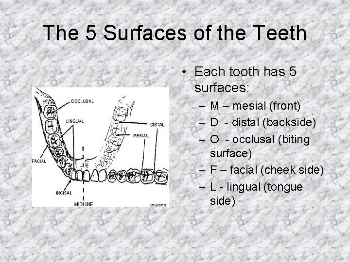 The 5 Surfaces of the Teeth • Each tooth has 5 surfaces: – M