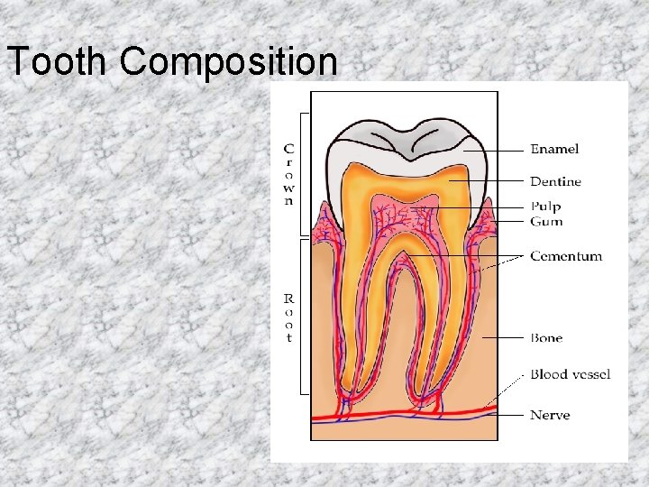 Tooth Composition 