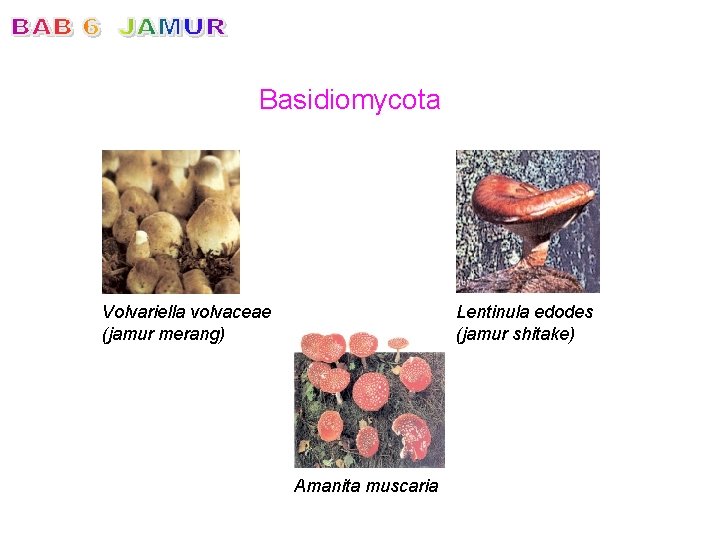 Basidiomycota Volvariella volvaceae (jamur merang) Lentinula edodes (jamur shitake) Amanita muscaria 