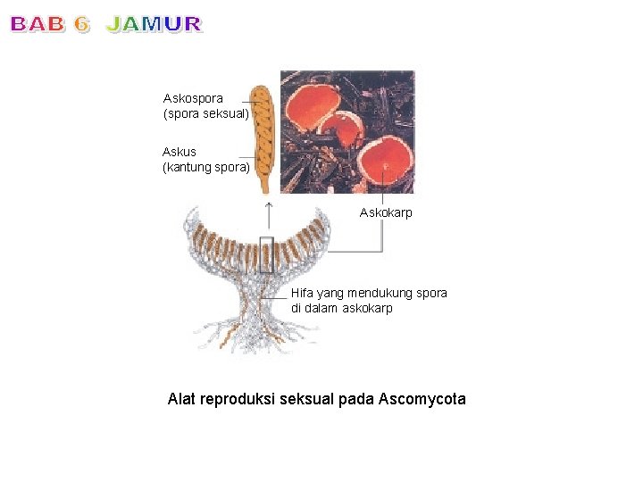 Askospora (spora seksual) Askus (kantung spora) Askokarp Hifa yang mendukung spora di dalam askokarp