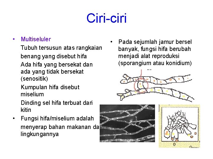 Ciri-ciri • Multiseluler Tubuh tersusun atas rangkaian benang yang disebut hifa Ada hifa yang